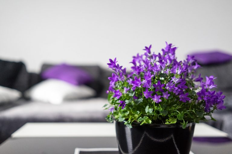 Choisir la meilleure couleur pour décorer votre maison : les tendances du moment