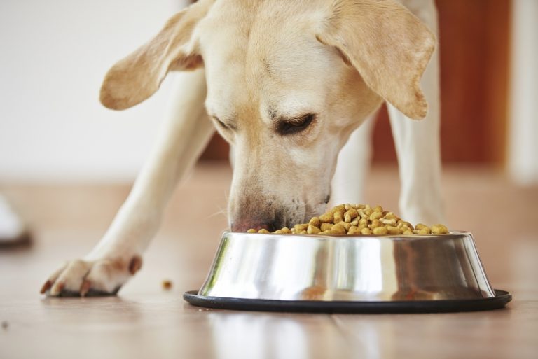 Comment bien choisir les croquettes pour son chien ?