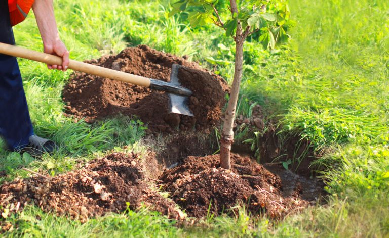Comment planter un arbre en 4 étapes