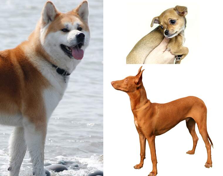 Quelles sont les 10 races de chien les plus chères ?