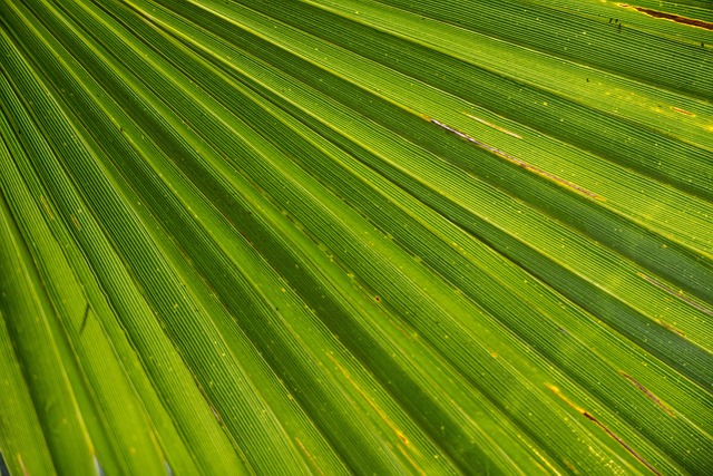 Comment traiter les palmiers contre le papillon et ravageurs ?